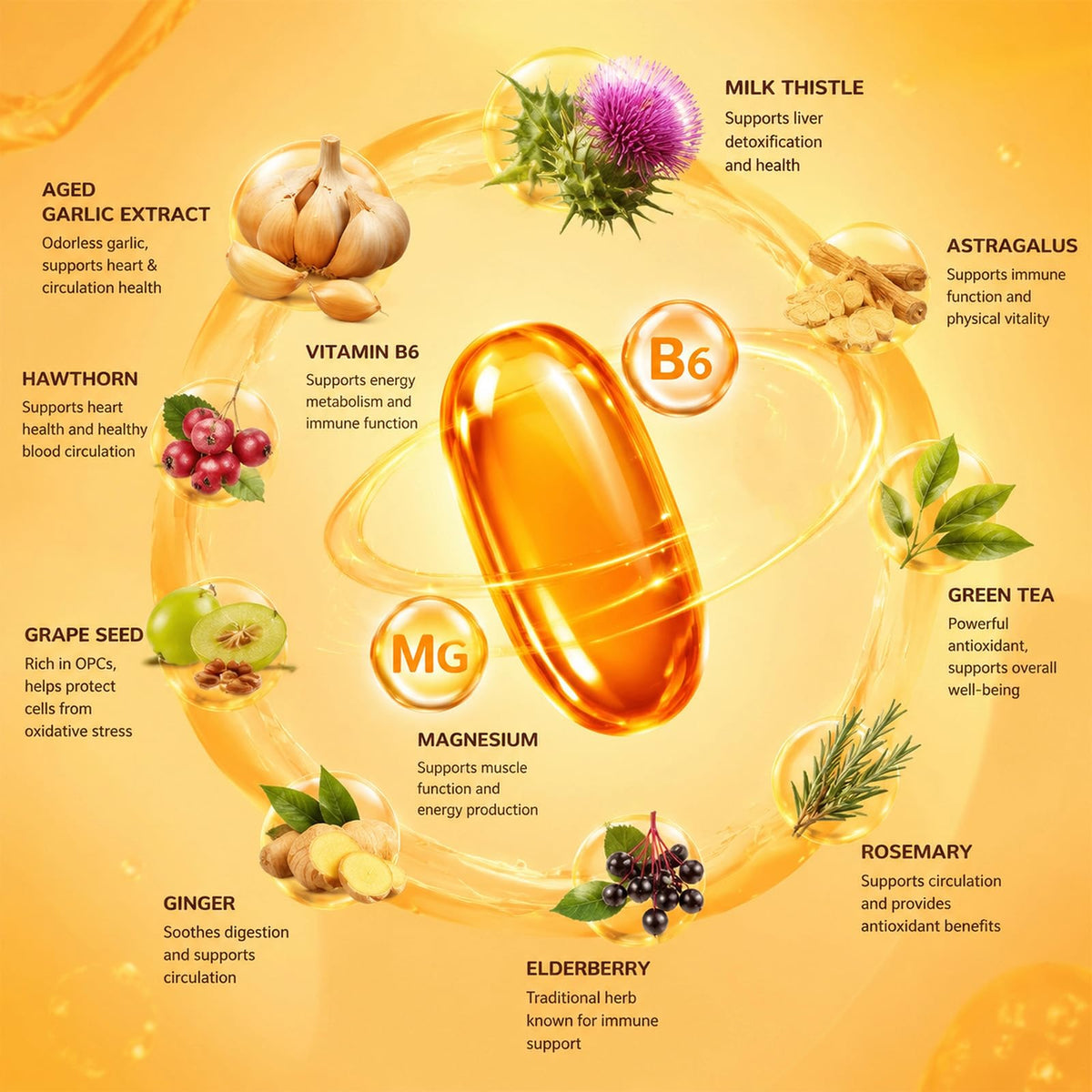 1200mg Odorless Aged Garlic Extract Softgels with CoQ10 Z669